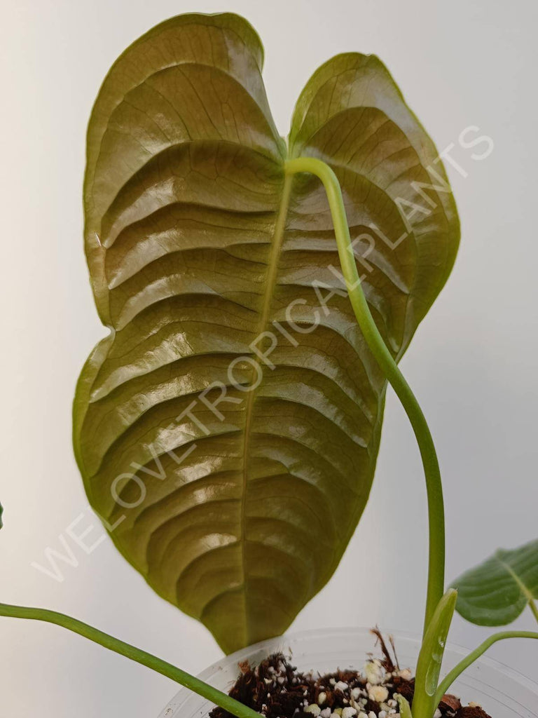 Anthurium veitchii narrow