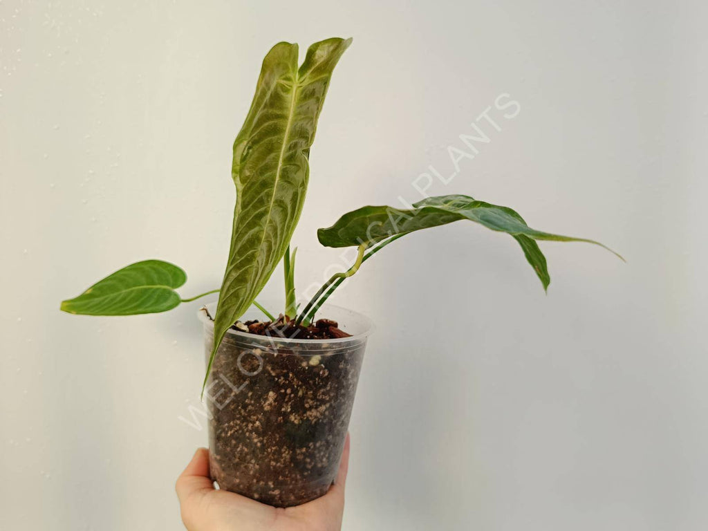 Anthurium veitchii narrow