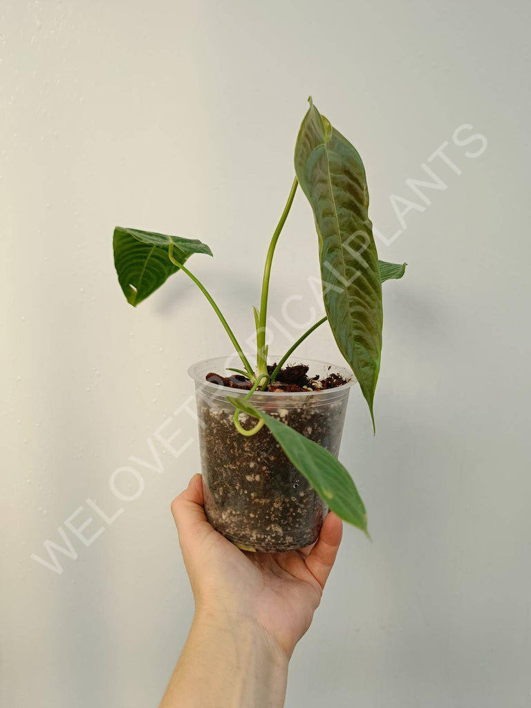 Anthurium veitchii narrow