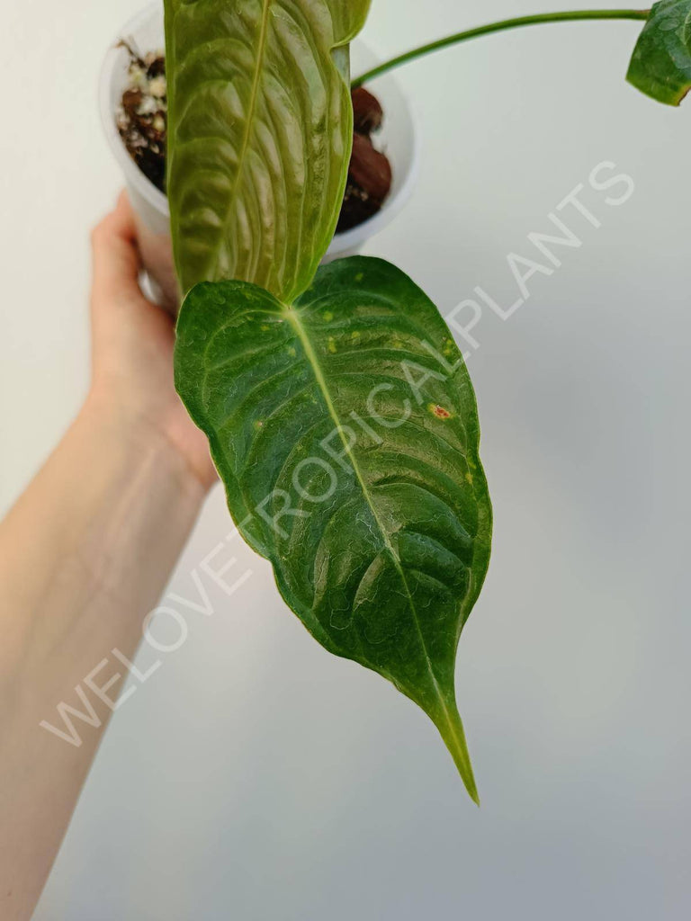 Anthurium veitchii narrow