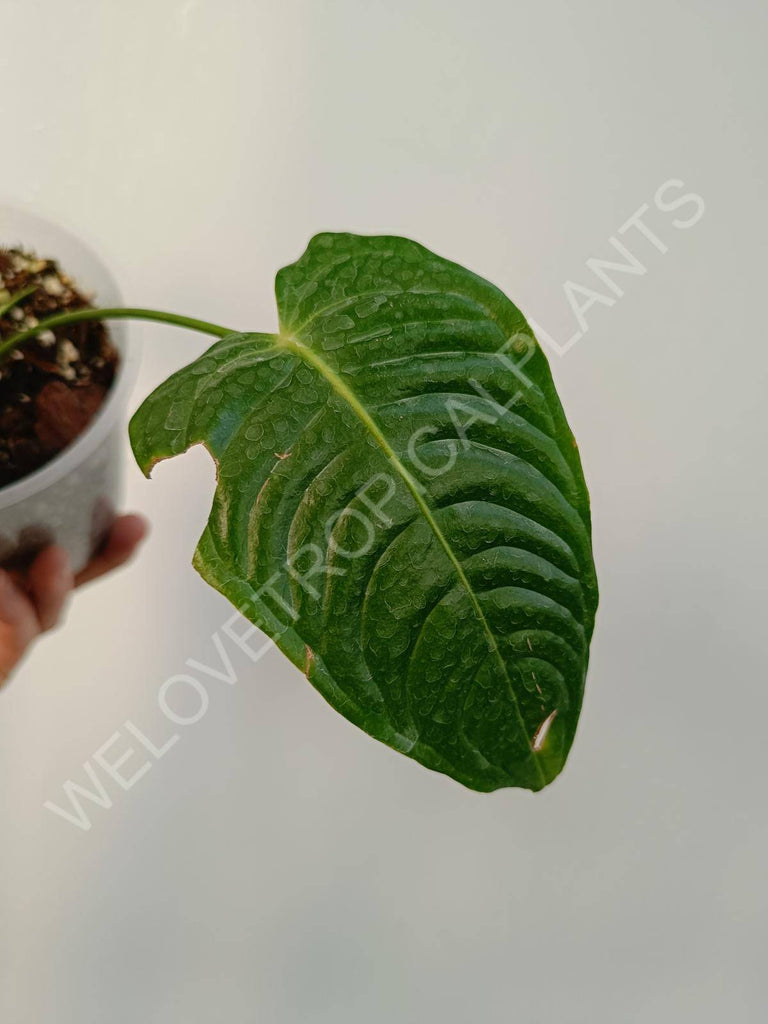 Anthurium veitchii narrow