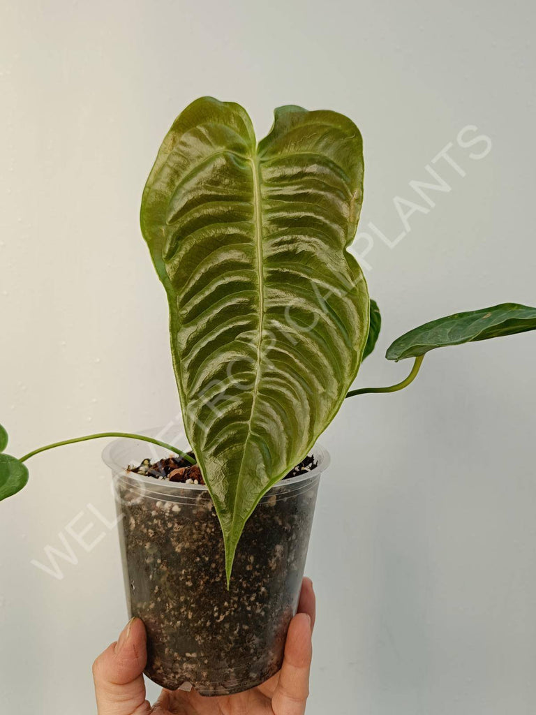 Anthurium veitchii narrow