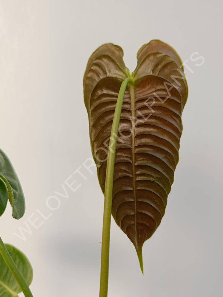 Anthurium veitchii narrow