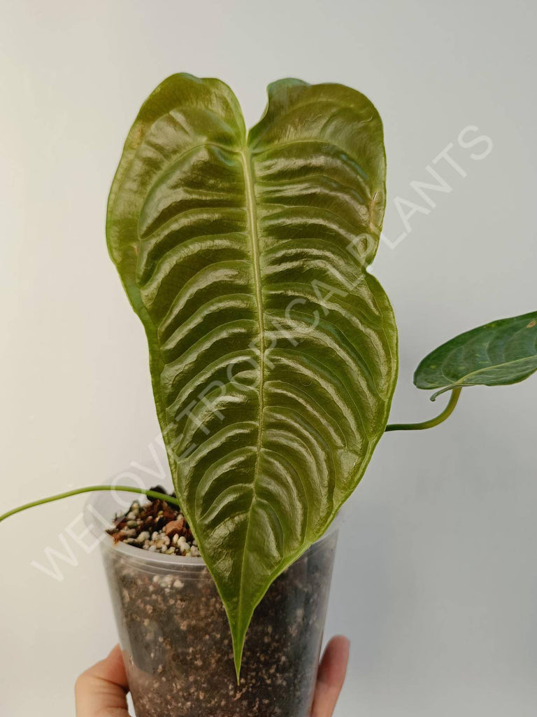 Anthurium veitchii narrow