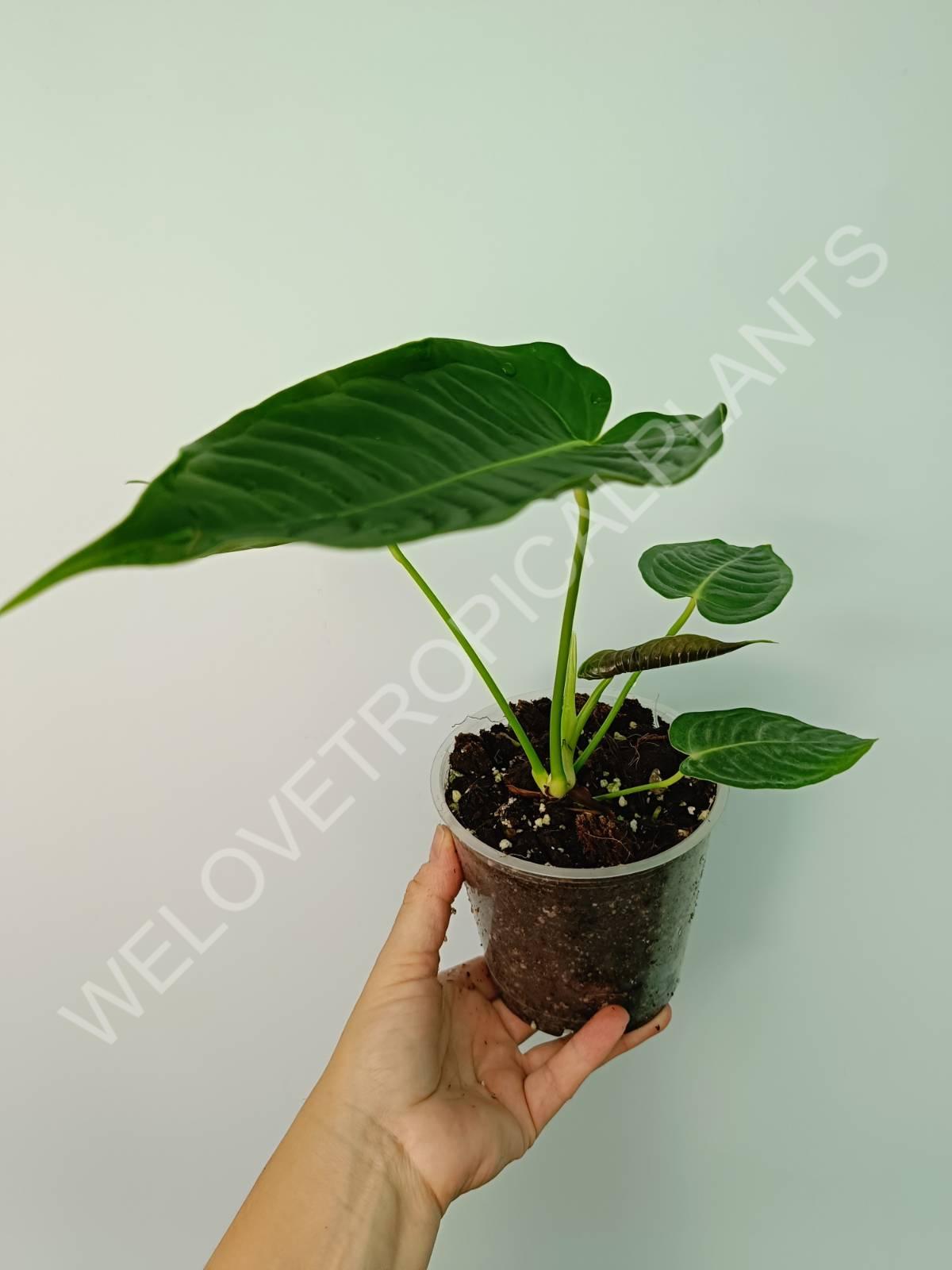 Anthurium veitchii Narrow | Welovetropicalplants