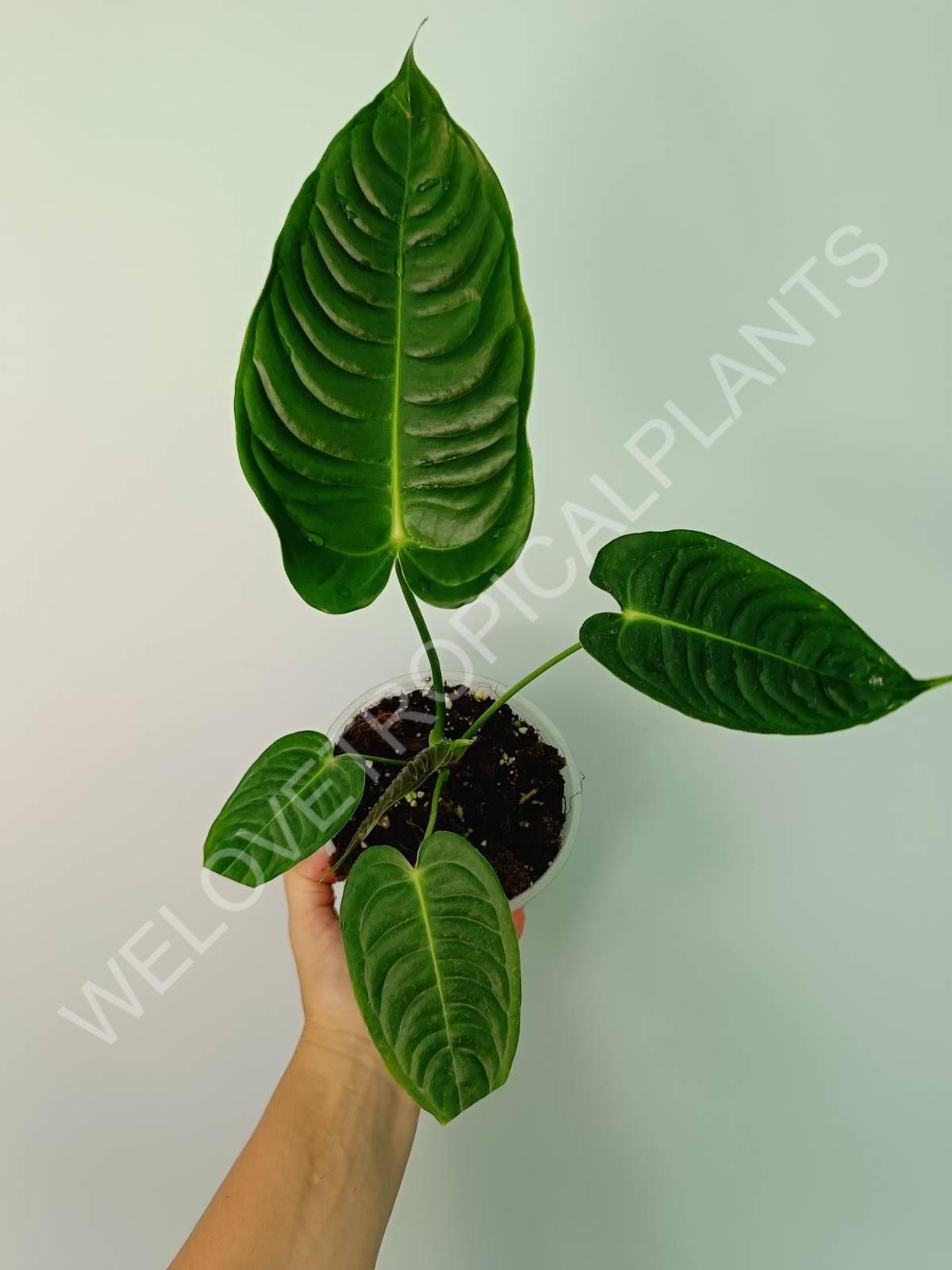 Anthurium veitchii Narrow | Welovetropicalplants