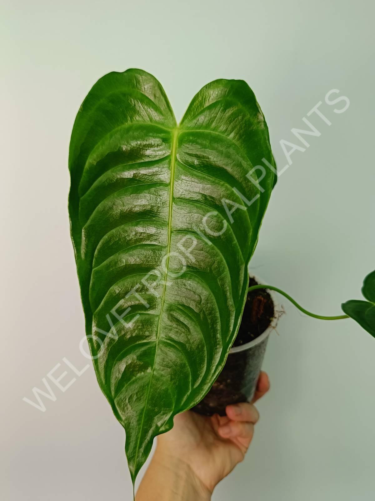Anthurium veitchii narrow