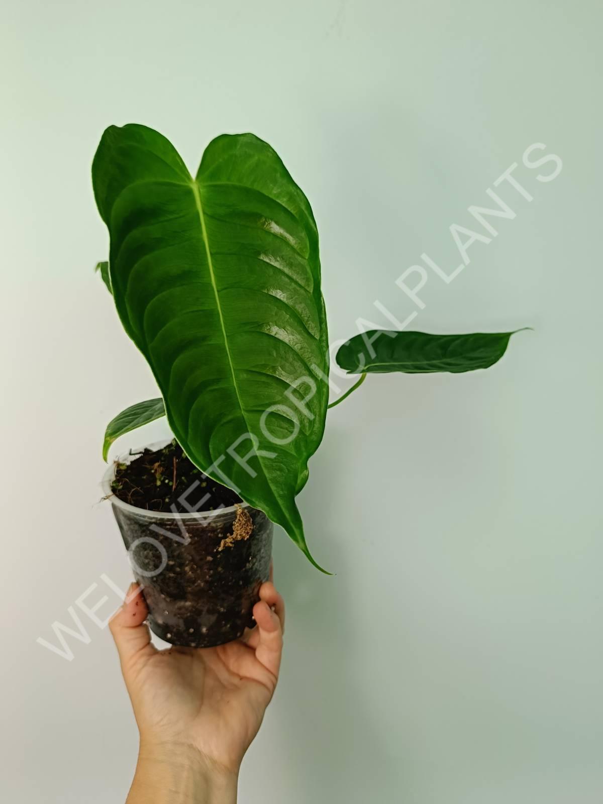 Anthurium veitchii Narrow | Welovetropicalplants