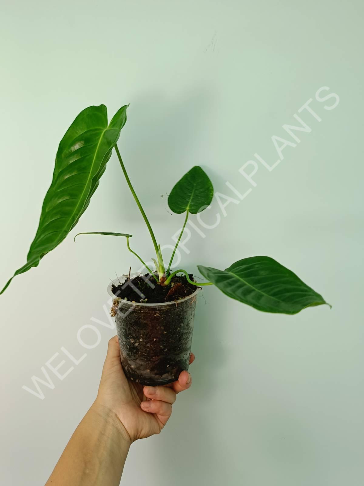 Anthurium veitchii Narrow | Welovetropicalplants