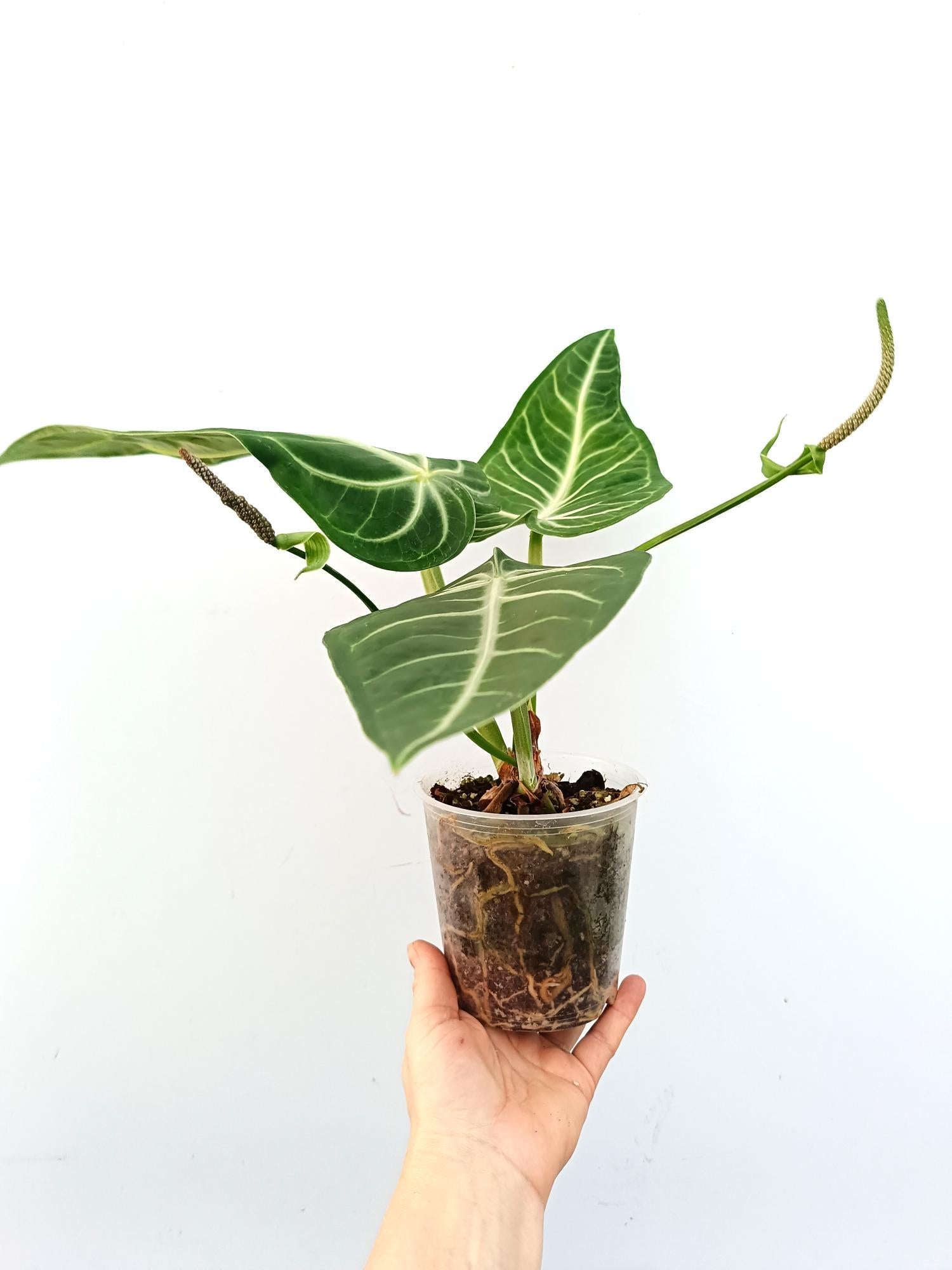 anthurium villenaorum for sale Anthurium villenaorum large
