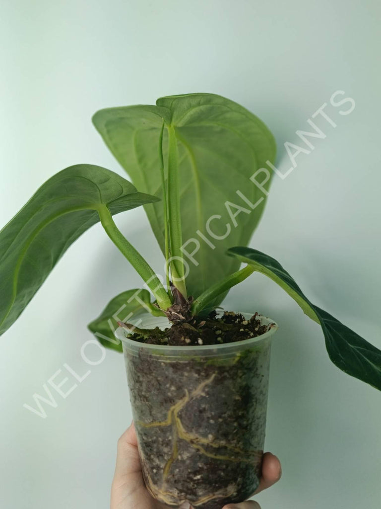 Anthurium villenaorum