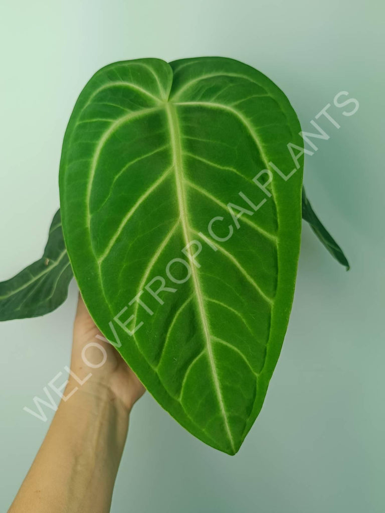 Anthurium villenaorum