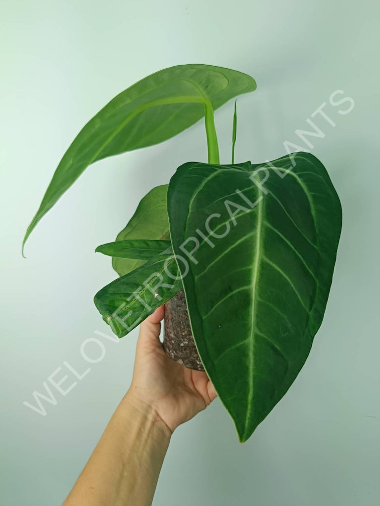 Anthurium villenaorum