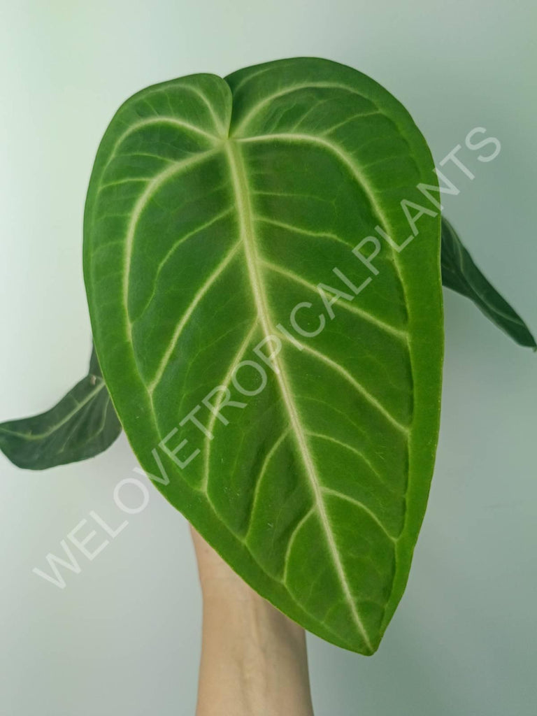 Anthurium villenaorum