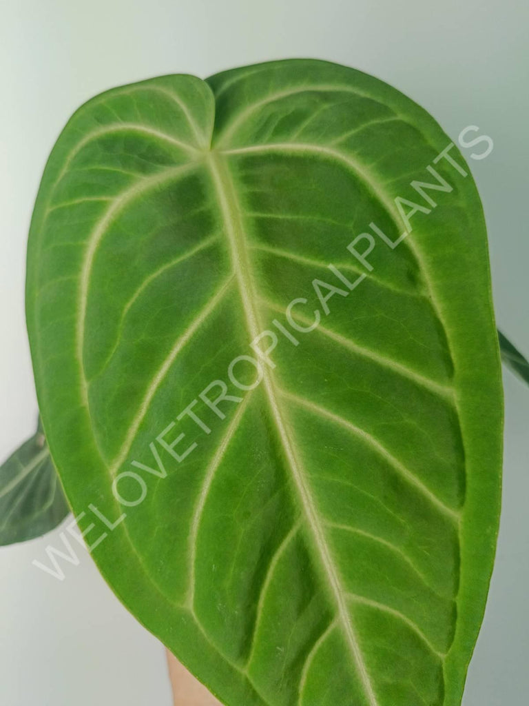 Anthurium villenaorum