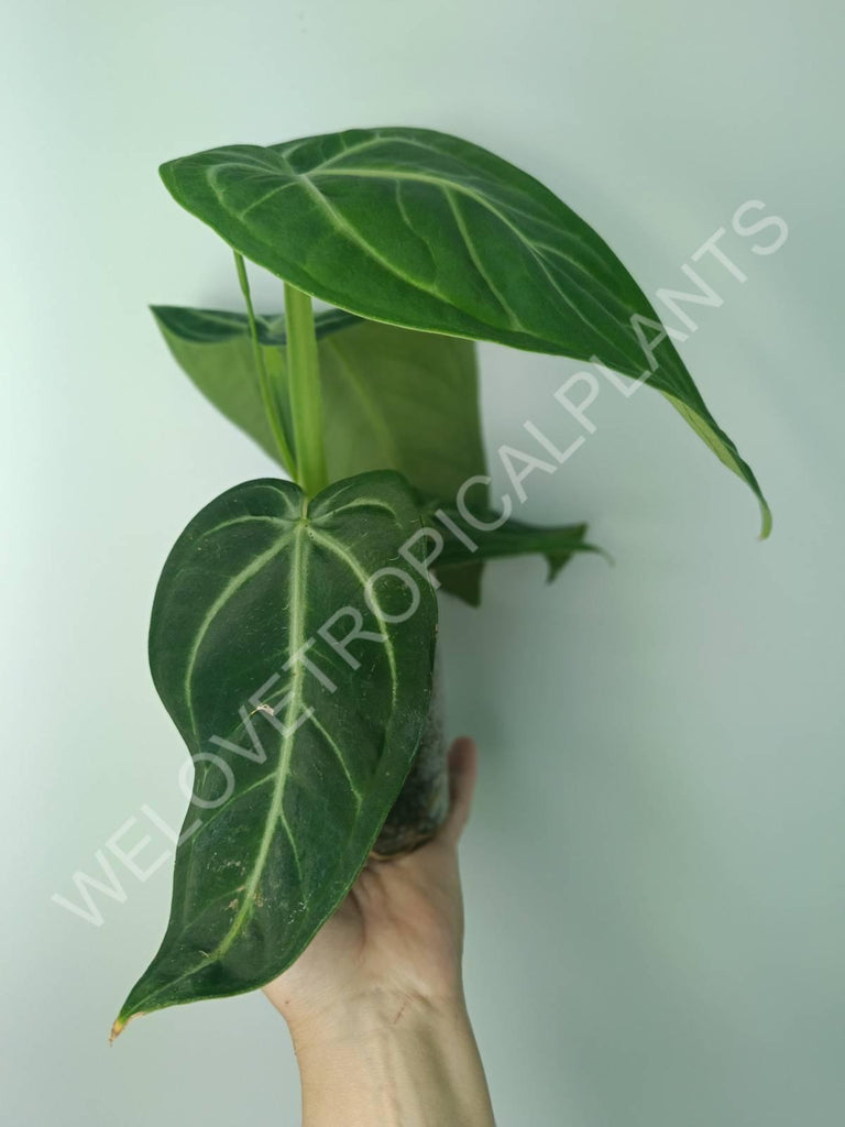 Anthurium villenaorum