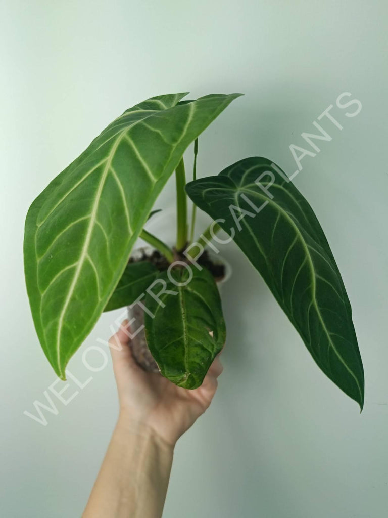 Anthurium villenaorum