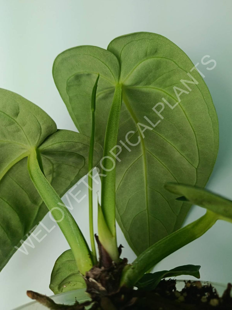 Anthurium villenaorum