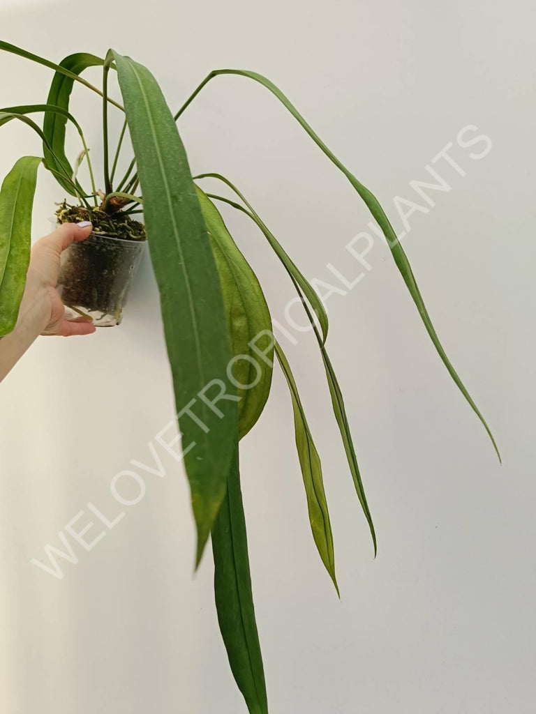 Anthurium vittarifolium