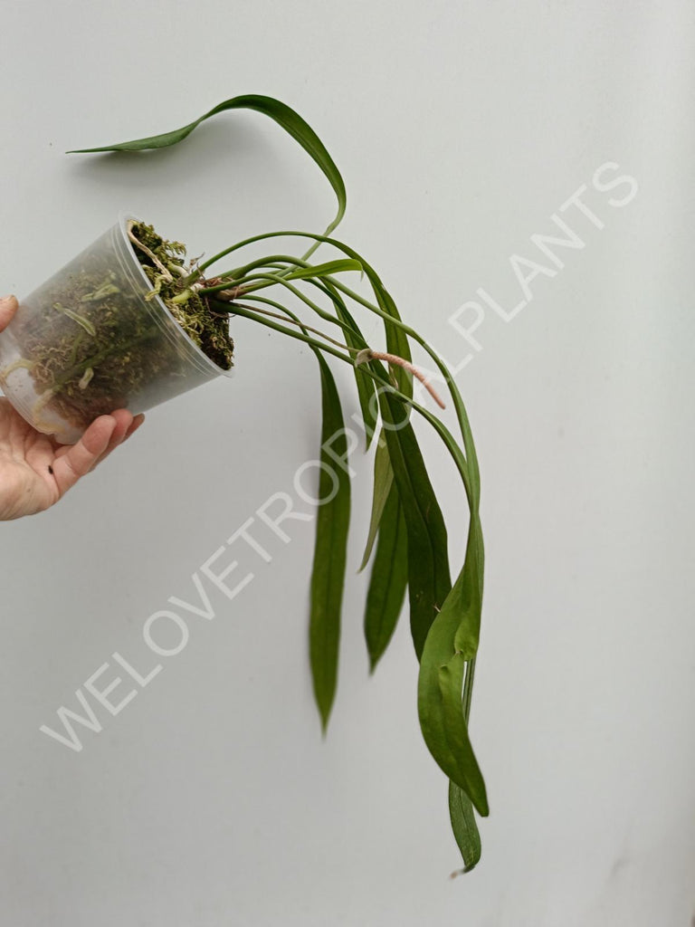 Anthurium vittarifolium