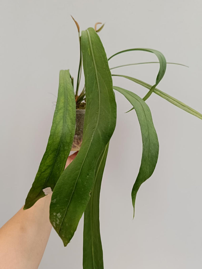 Anthurium vittarifolium