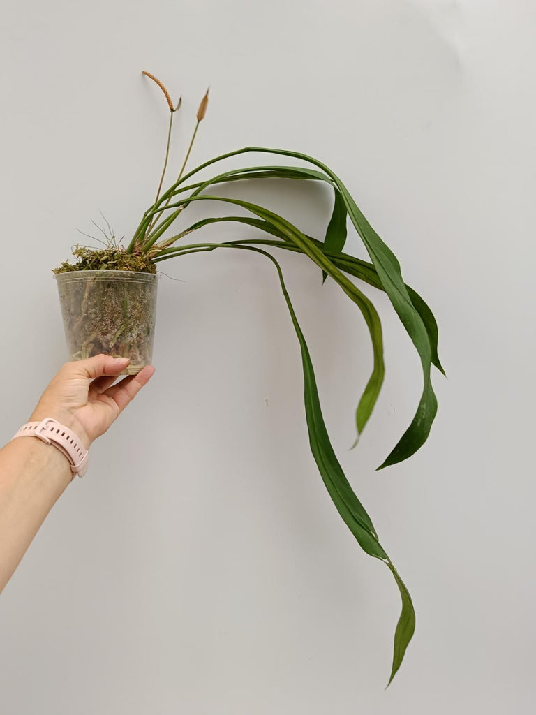 Anthurium vittarifolium