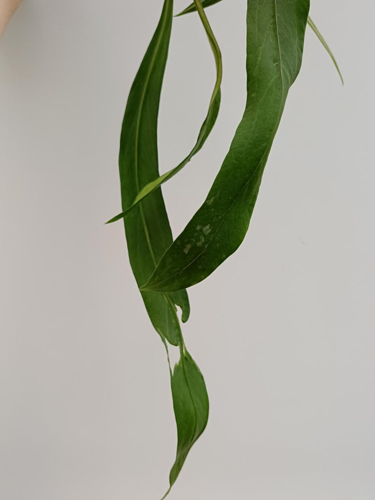 Anthurium vittarifolium