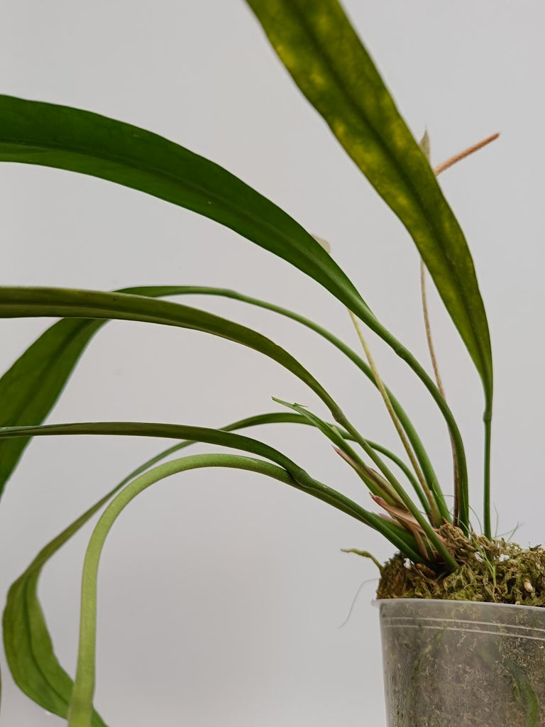 Anthurium vittarifolium