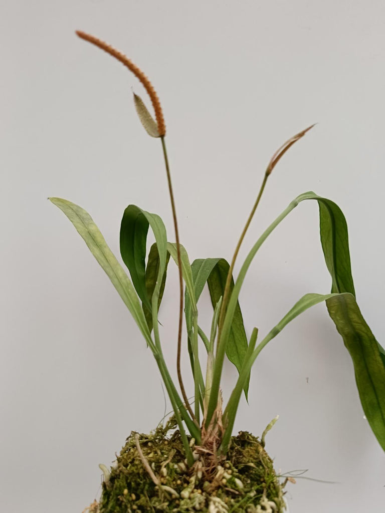 Anthurium vittarifolium