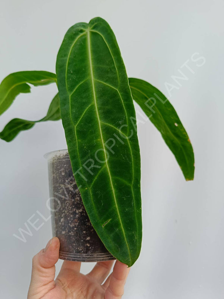 Anthurium warocqueanum