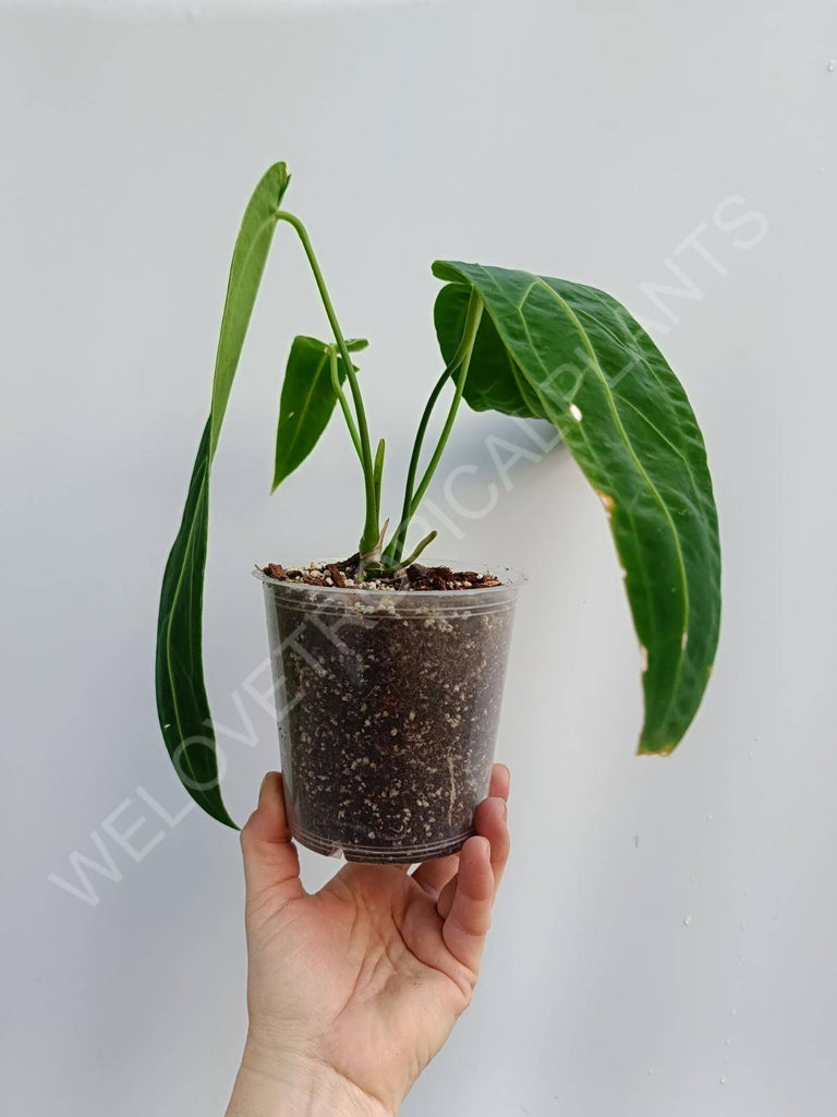 Anthurium warocqueanum