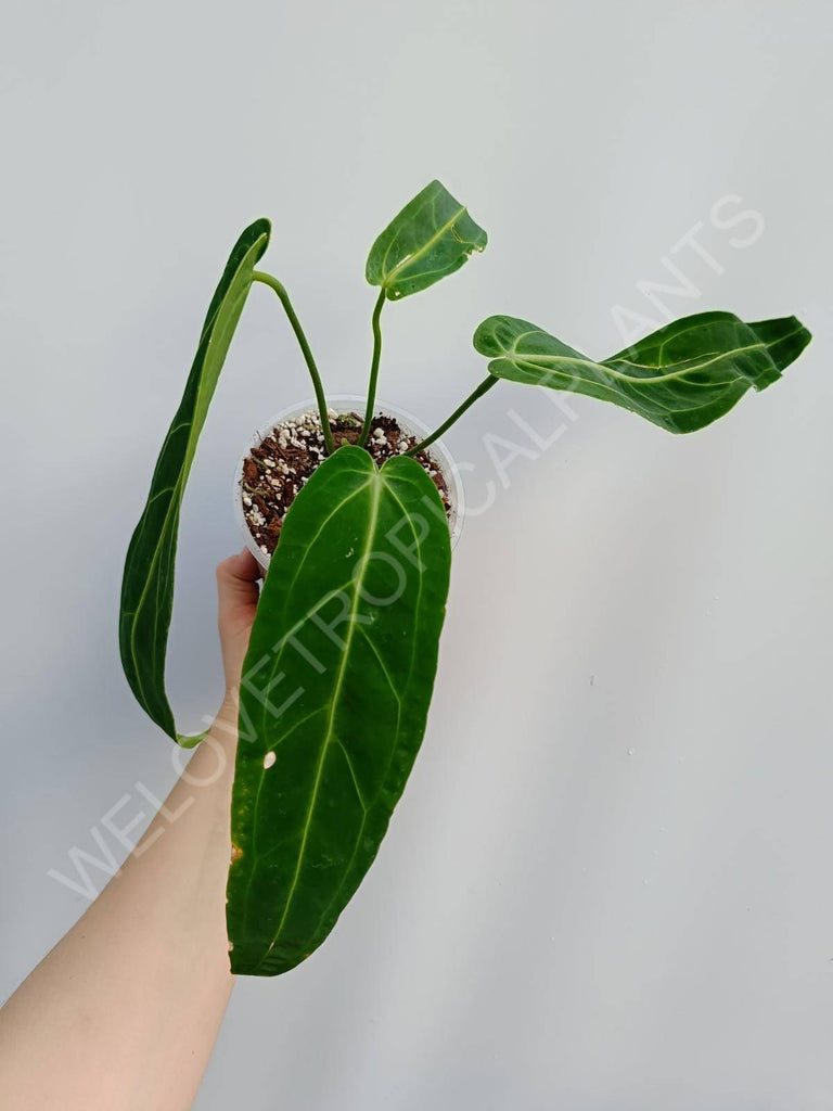 Anthurium warocqueanum