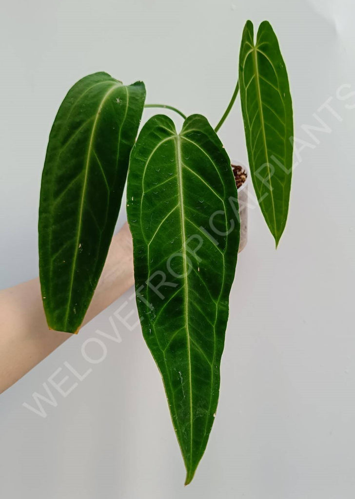 Anthurium warocqueanum