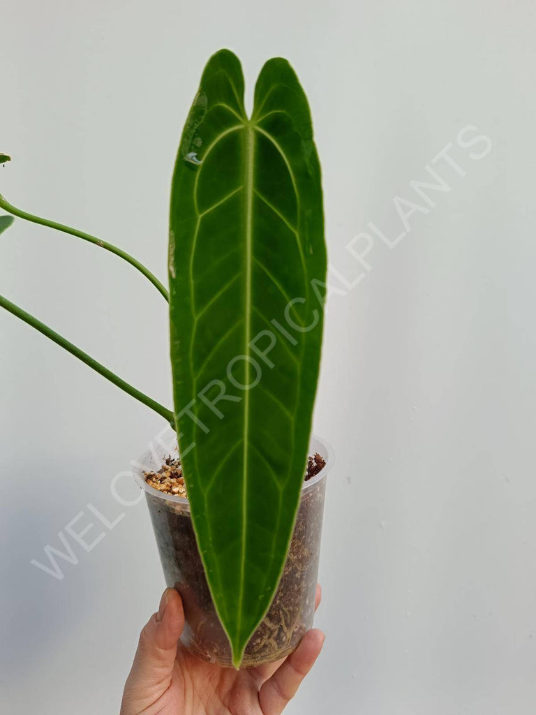 Anthurium warocqueanum