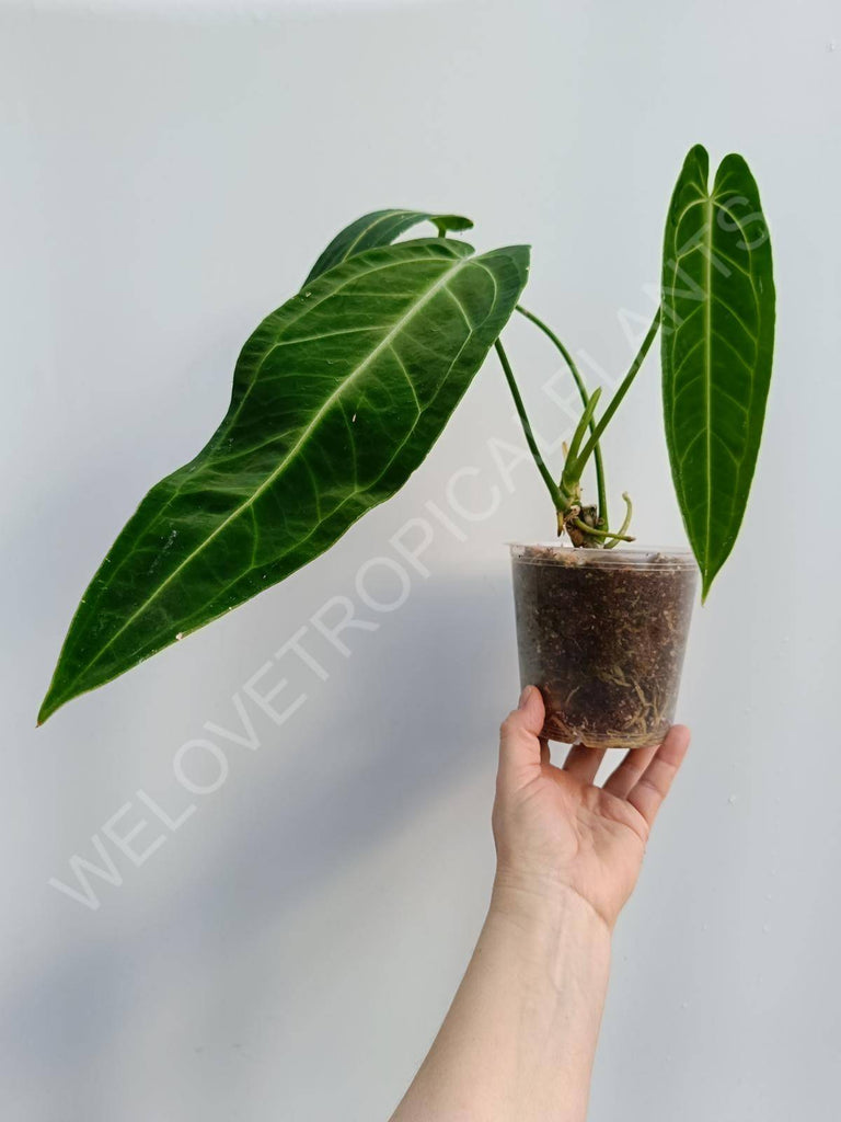 Anthurium warocqueanum