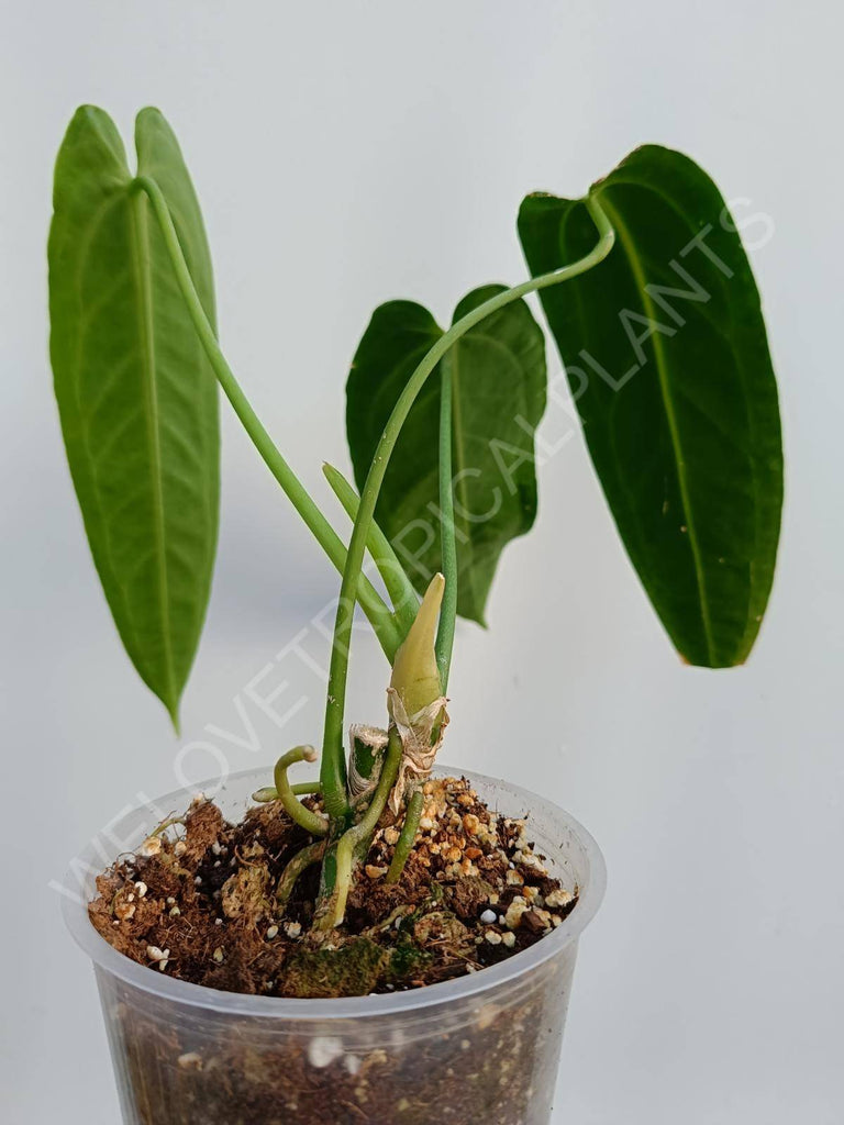 Anthurium warocqueanum