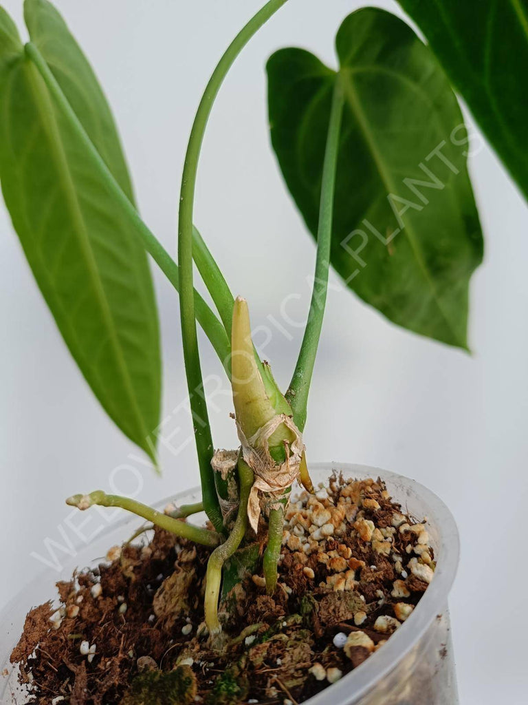 Anthurium warocqueanum