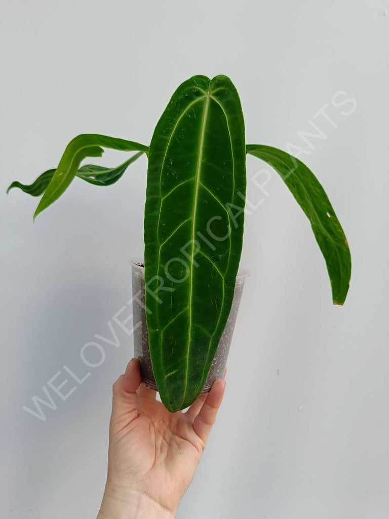 Anthurium warocqueanum