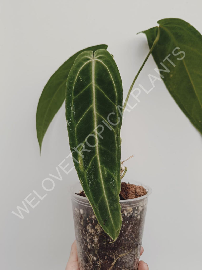 Anthurium warocqueanum