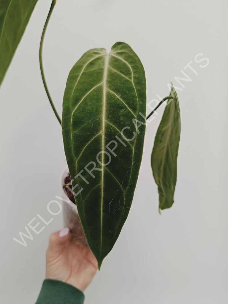 Anthurium warocqueanum