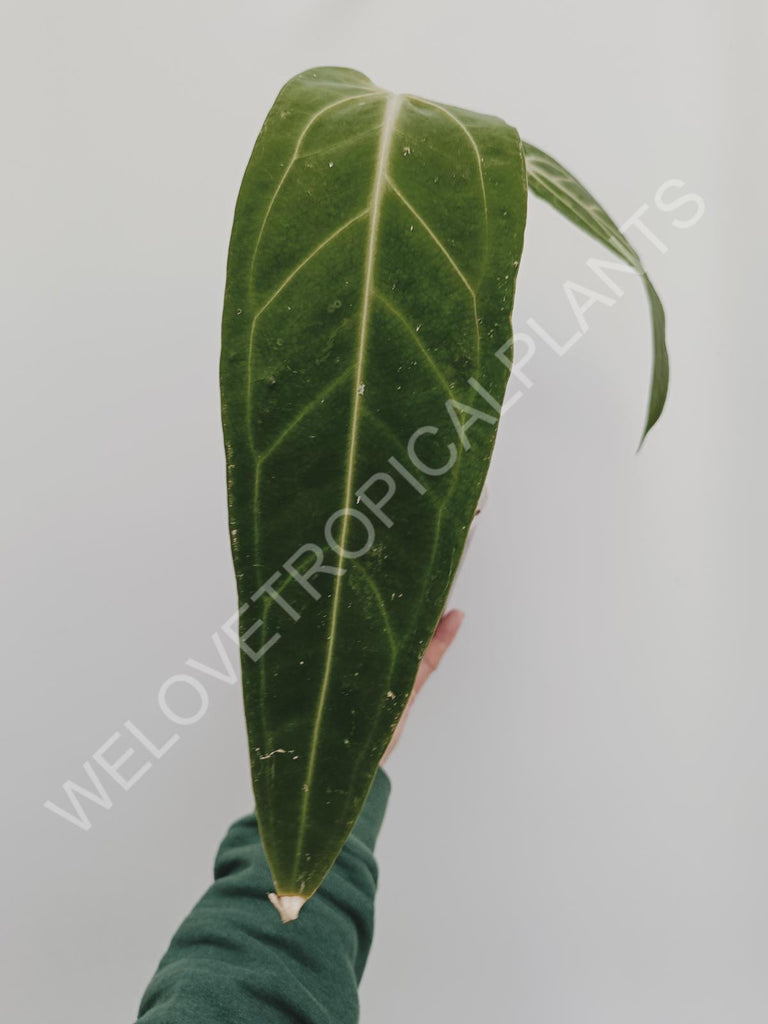 Anthurium warocqueanum