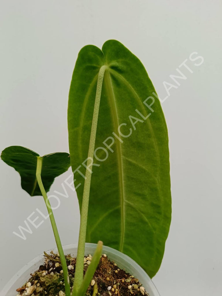 Anthurium warocqueanum