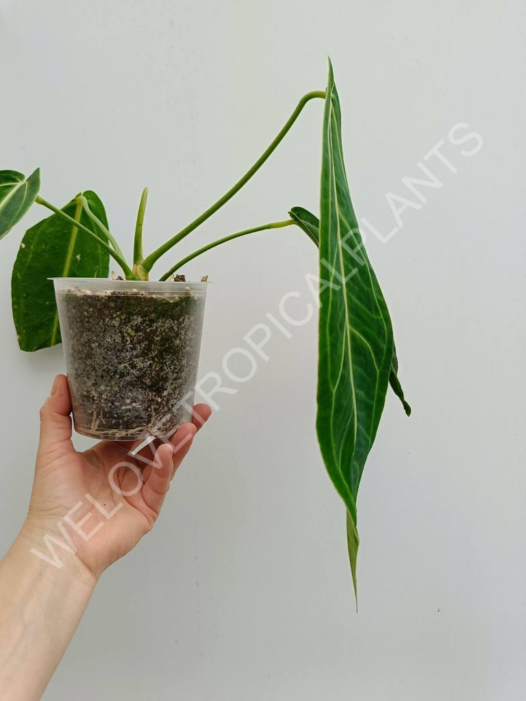 Anthurium warocqueanum