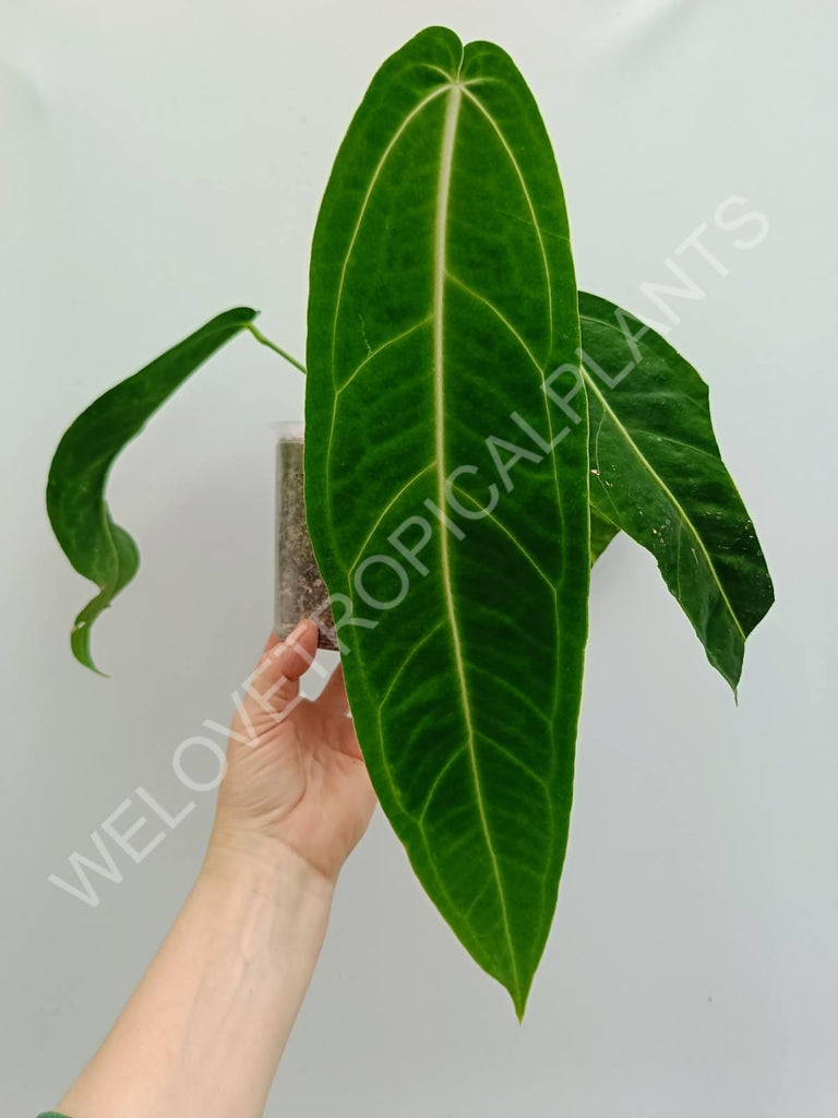 Anthurium warocqueanum