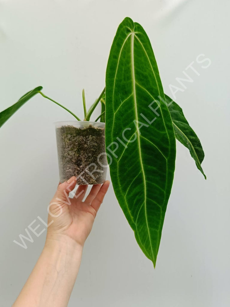 Anthurium warocqueanum