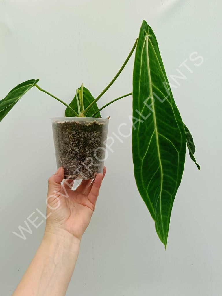 Anthurium warocqueanum