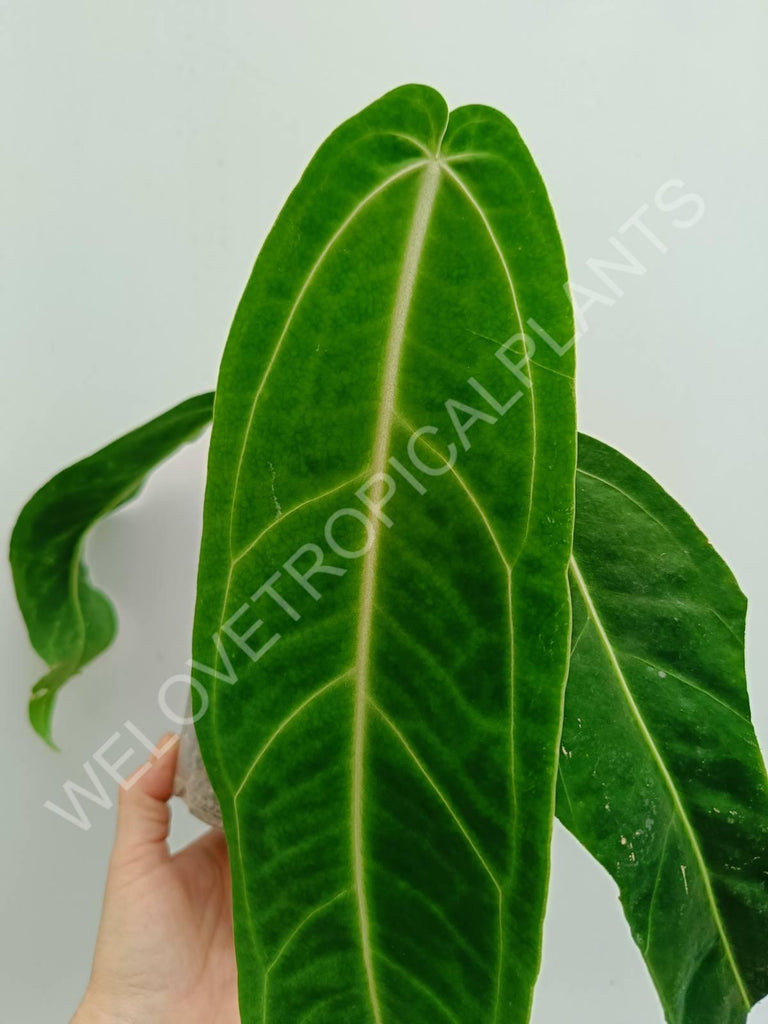 Anthurium warocqueanum