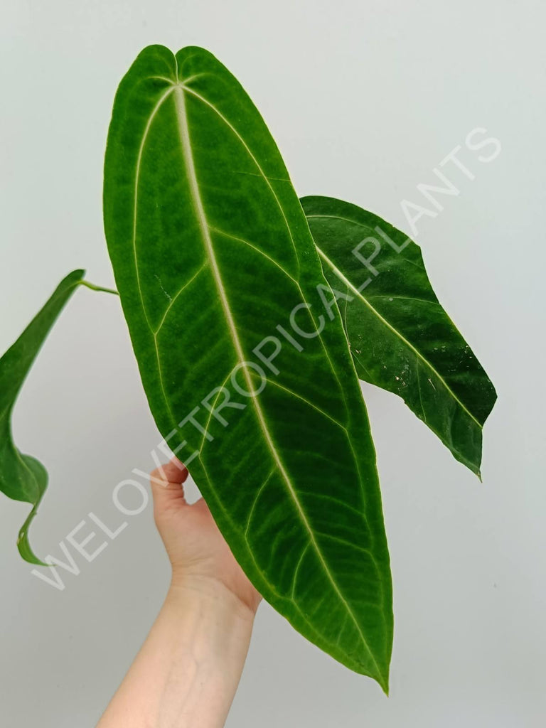 Anthurium warocqueanum