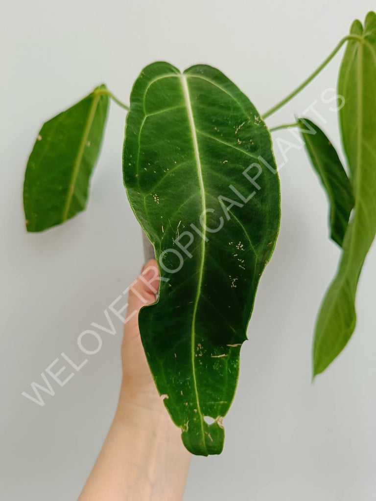 Anthurium warocqueanum