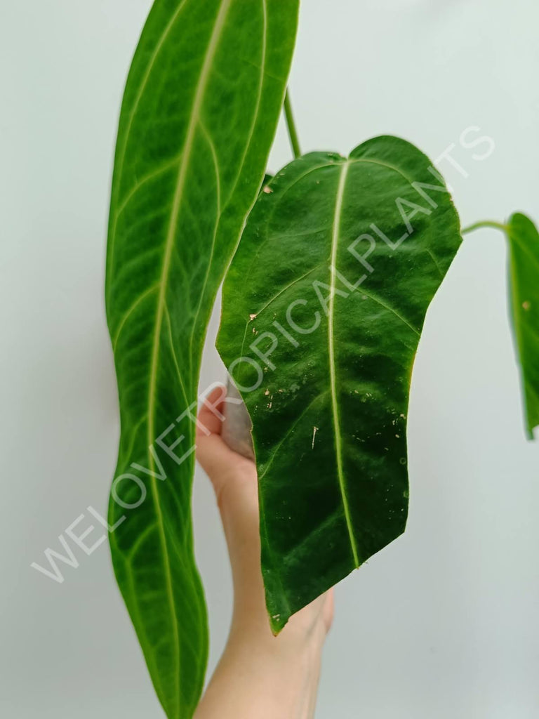 Anthurium warocqueanum